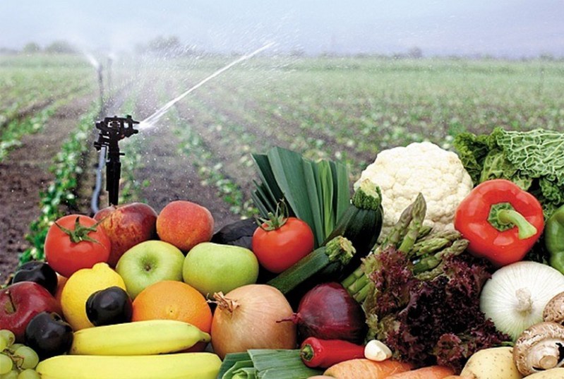 Corporativo Kosmos: frutas y verduras del campo a la mesa