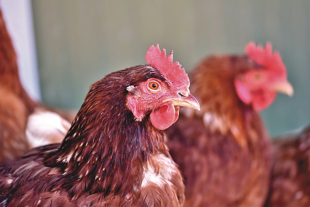 elias landsmanas, expectativas de la industria avicola frente al covid 19