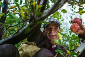 corporativo kosmos, seguros agricolas, derechos de los agricultores en mexico