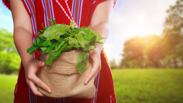 Corporativo Kosmos sostenibilidad alimentaria