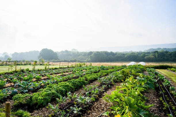 Corporativo Kosmos agricultura