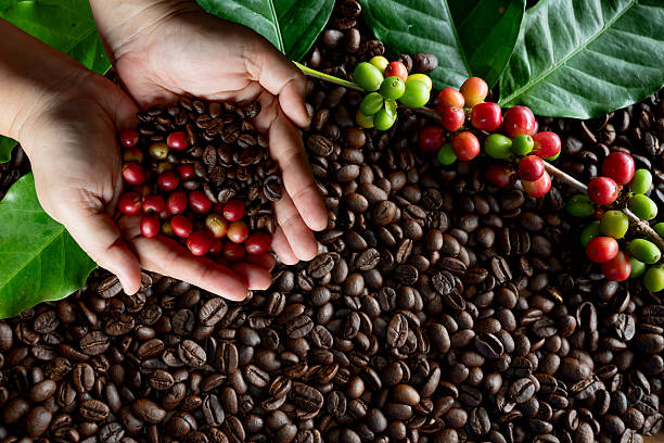 Granos de café frescos y tostados. Los dueños de Corporativo Kosmos apoyan su producción responsable.